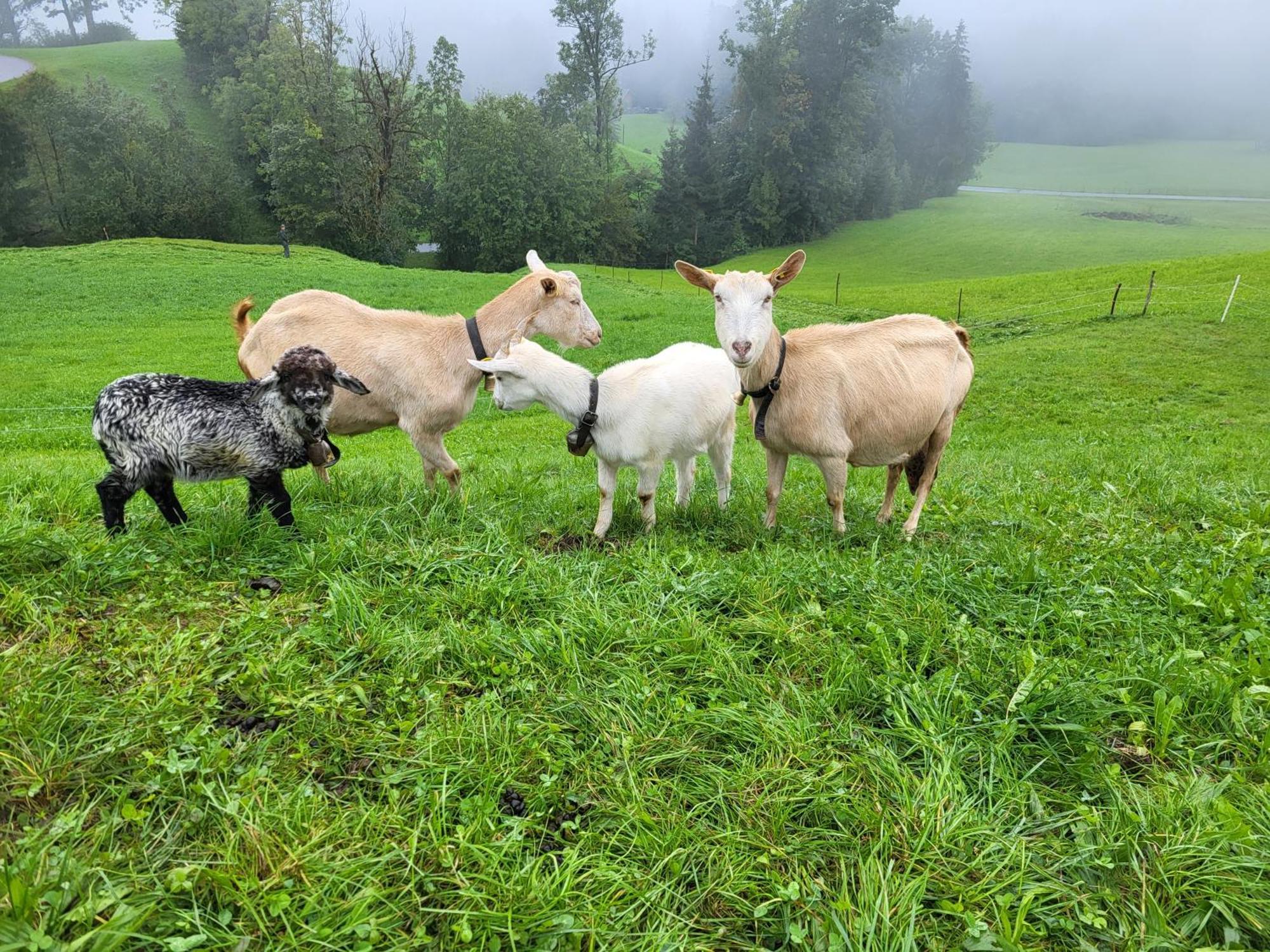 Ausblickhof Geiger Leilighet Egg Eksteriør bilde